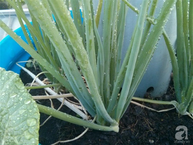 Chỉ với 5 triệu đồng, cô giáo trẻ ở Sài Gòn đã có 1 khu vườn trồng hoa và rau rất xinh xắn - Ảnh 7.