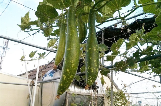 Chỉ với 5 triệu đồng, cô giáo trẻ ở Sài Gòn đã có 1 khu vườn trồng hoa và rau rất xinh xắn - Ảnh 9.