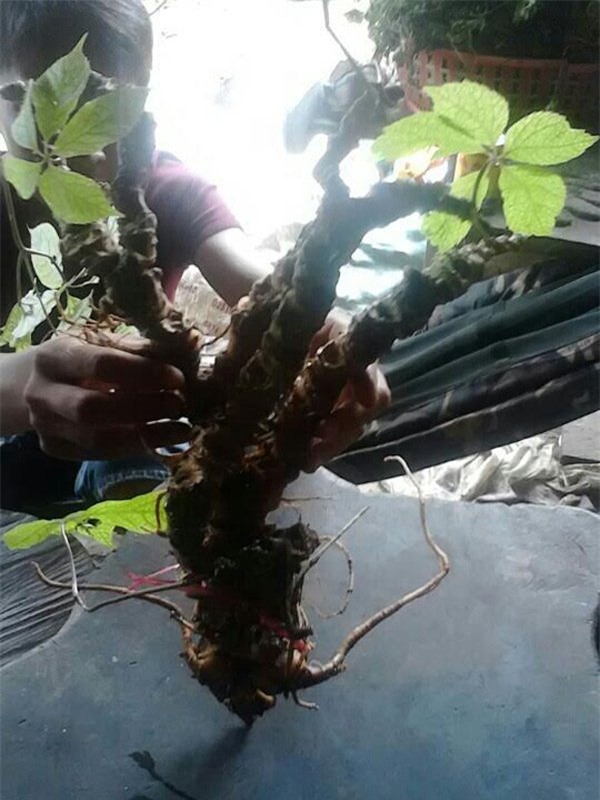 Củ sâm Ngọc Linh 100 tuổi: 4 đại gia chồng tiền tỷ không mua nổi