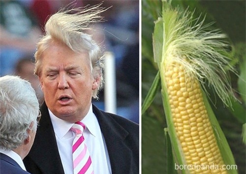 Mái tóc của tổng thống Donald Trump cũng được mang ra ví von với quả bắp cùng những sợi râu bị gió thổi tung.