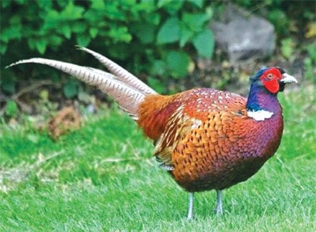 Trang trại chim quý của nữ tỷ phú Tuyên Quang