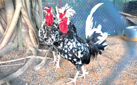 Trang trại chim quý của nữ tỷ phú Tuyên Quang