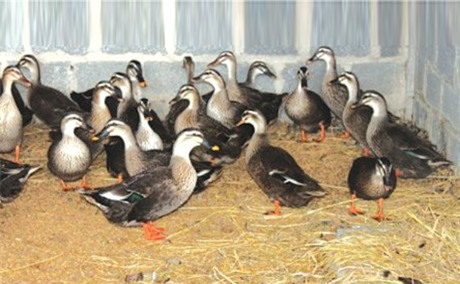 Trang trại chim quý của nữ tỷ phú Tuyên Quang