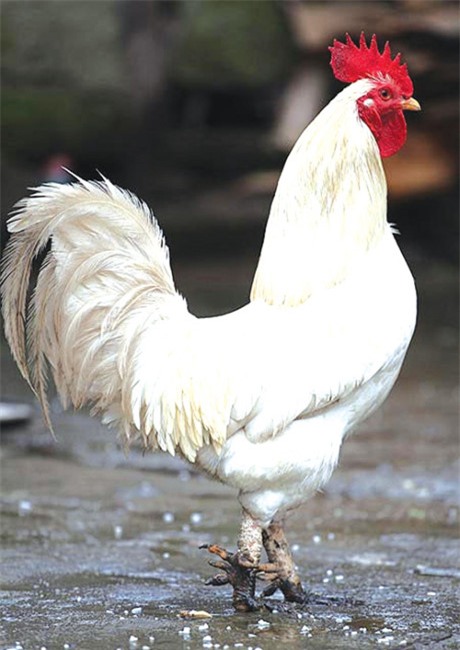 Trang trại chim quý của nữ tỷ phú Tuyên Quang