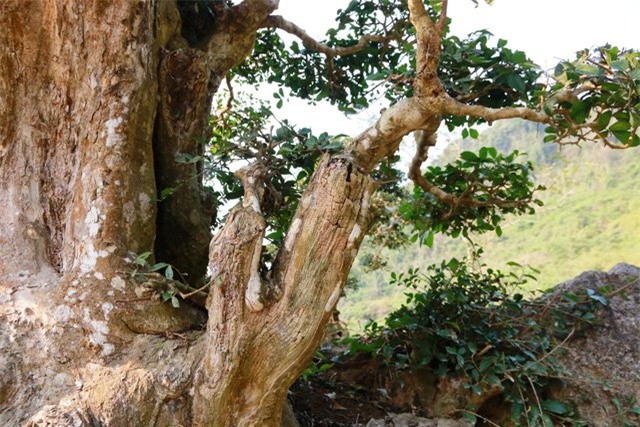 Độc lạ cây duối nghìn năm có dáng “bàn tay phật” ở Ninh Bình