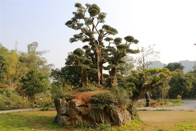Độc lạ cây duối nghìn năm có dáng “bàn tay phật” ở Ninh Bình