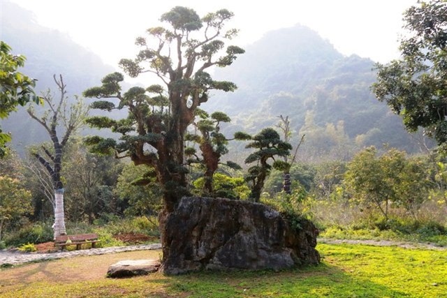 Độc lạ cây duối nghìn năm có dáng “bàn tay phật” ở Ninh Bình