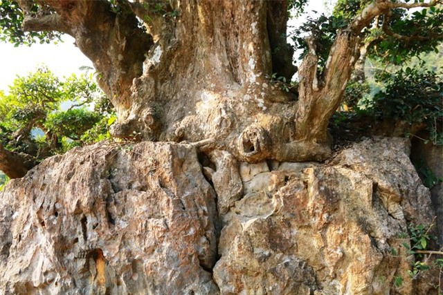 Độc lạ cây duối nghìn năm có dáng “bàn tay phật” ở Ninh Bình