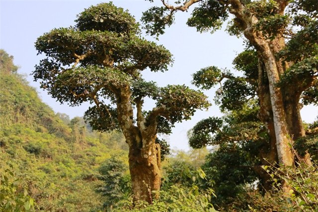 Độc lạ cây duối nghìn năm có dáng “bàn tay phật” ở Ninh Bình