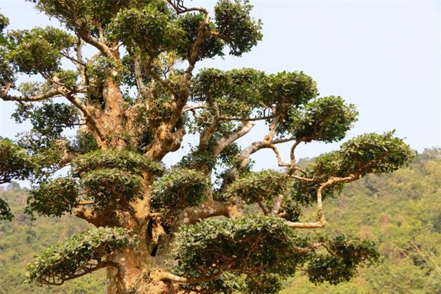 Độc lạ cây duối nghìn năm có dáng “bàn tay phật” ở Ninh Bình