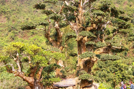 Độc lạ cây duối nghìn năm có dáng “bàn tay phật” ở Ninh Bình