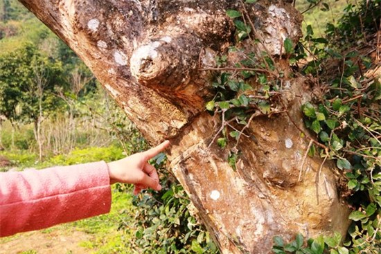 Độc lạ cây duối nghìn năm có dáng “bàn tay phật” ở Ninh Bình