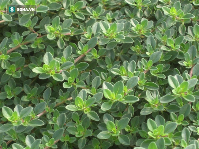 9 bài thuốc Đông y từ thực phẩm ai cũng nên dùng trước khi uống thuốc - Ảnh 7.