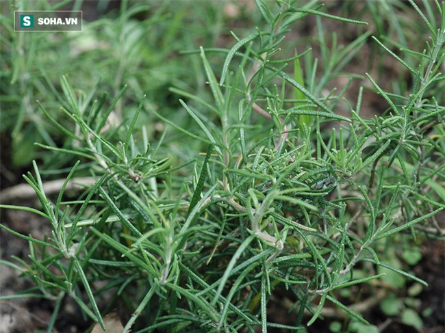 9 bài thuốc Đông y từ thực phẩm ai cũng nên dùng trước khi uống thuốc - Ảnh 8.