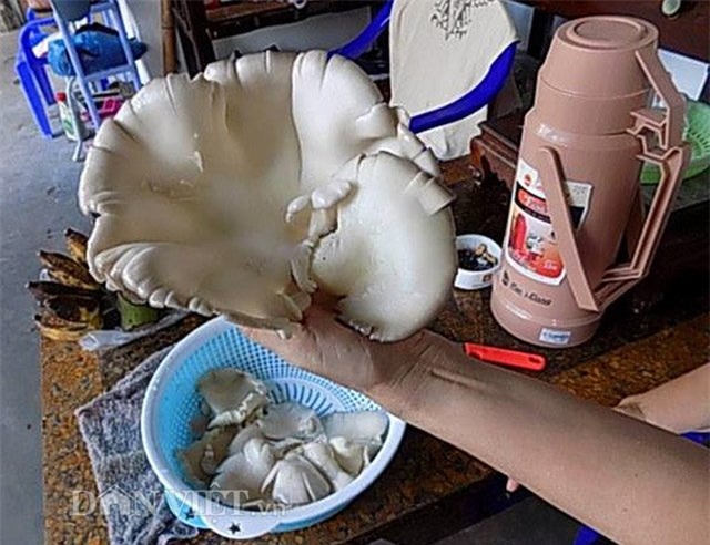 Chiêu lạ: Dùng bia để tưới cây, bón nấm ở Phú Yên