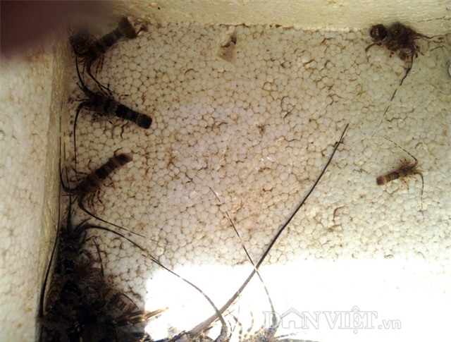 phan khoi moi dem thu chuc trieu dong nho tom hum nhi hinh anh 4