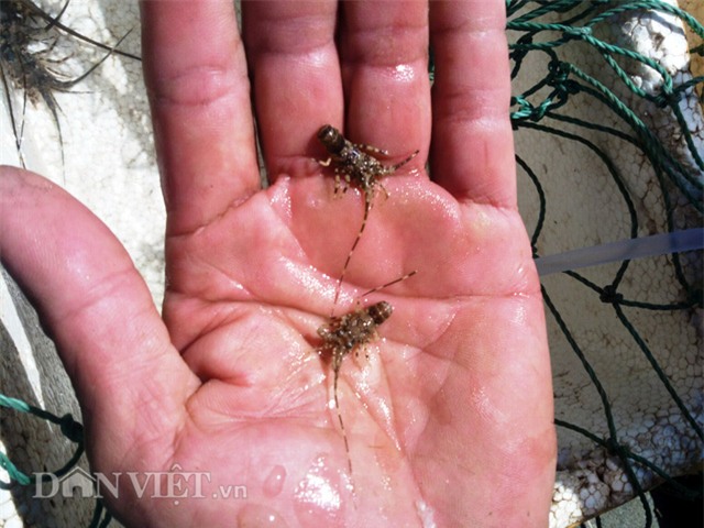 phan khoi moi dem thu chuc trieu dong nho tom hum nhi hinh anh 5