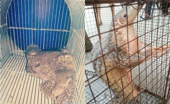 Ăn thịt động vật quý hiếm còn đăng hình lên mạng, công chúa tê tê bị cảnh sát bắt giữ - Ảnh 2.