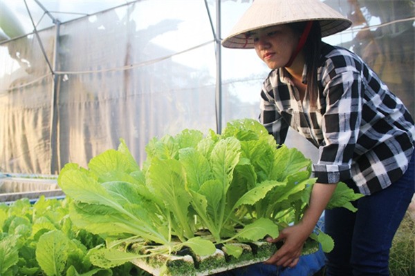 Vườn rau hữu cơ 5 tỷ của đại gia Sài Gòn