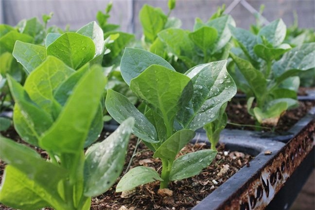 Vườn rau hữu cơ 5 tỷ của đại gia Sài Gòn