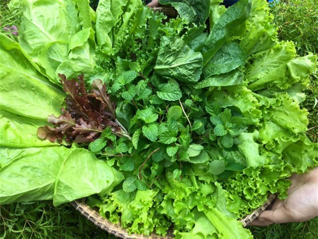 Vườn rau hữu cơ 5 tỷ của đại gia Sài Gòn