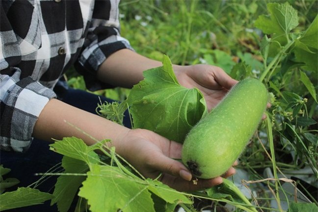 Vườn rau hữu cơ 5 tỷ của đại gia Sài Gòn