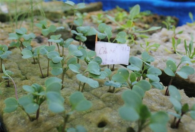 Vườn rau hữu cơ 5 tỷ của đại gia Sài Gòn