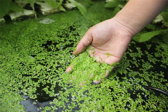 Vườn rau hữu cơ 5 tỷ của đại gia Sài Gòn