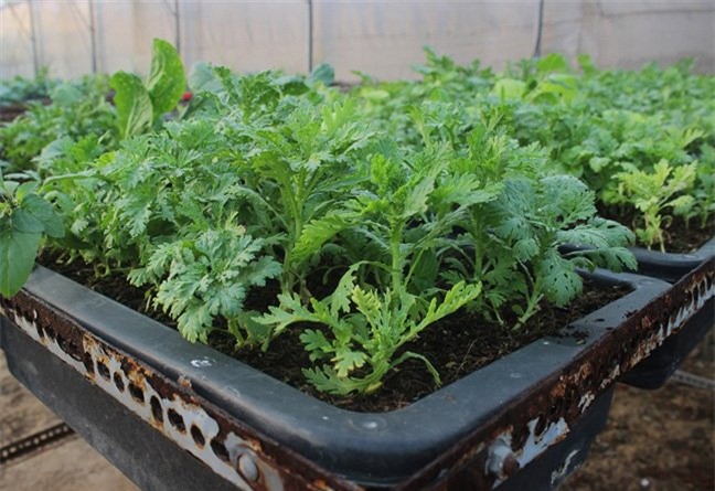 Vườn rau hữu cơ 5 tỷ của đại gia Sài Gòn