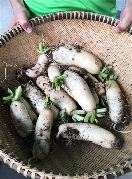 Vườn rau hữu cơ 5 tỷ của đại gia Sài Gòn