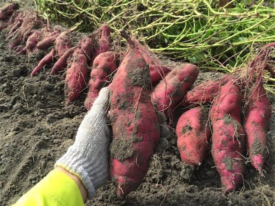 Khoai lang Nhật 500 ngàn/củ, chị em chia nhau từng lát