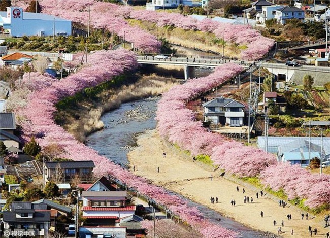8.000 cây anh đào nở rộ ở Nhật - Ảnh 1.