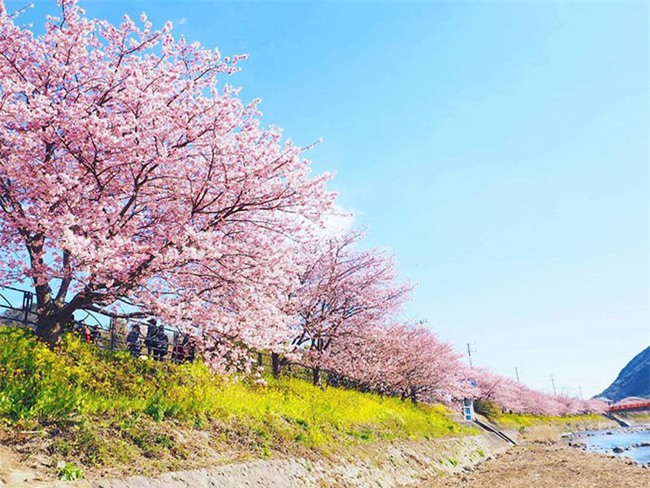8.000 cây anh đào nở rộ ở Nhật - Ảnh 5.