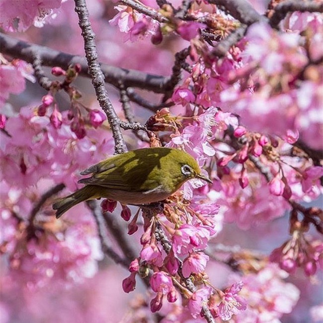 8.000 cây anh đào nở rộ ở Nhật - Ảnh 7.