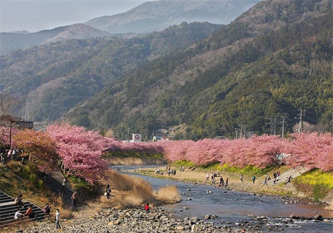 8.000 cây anh đào nở rộ ở Nhật - Ảnh 8.