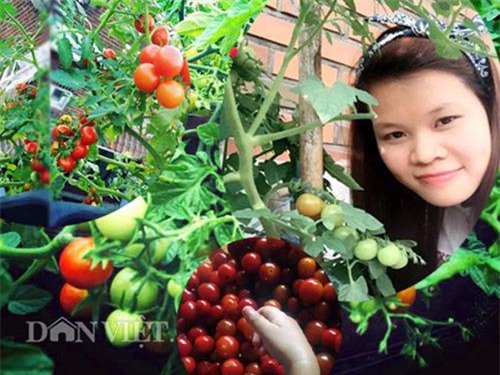 thu 2 ta ca chua mot vu, gia dinh nang dau xu kim chi du an ca nam - 1