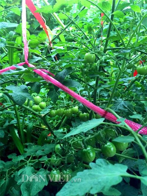 thu 2 ta ca chua mot vu, gia dinh nang dau xu kim chi du an ca nam - 10