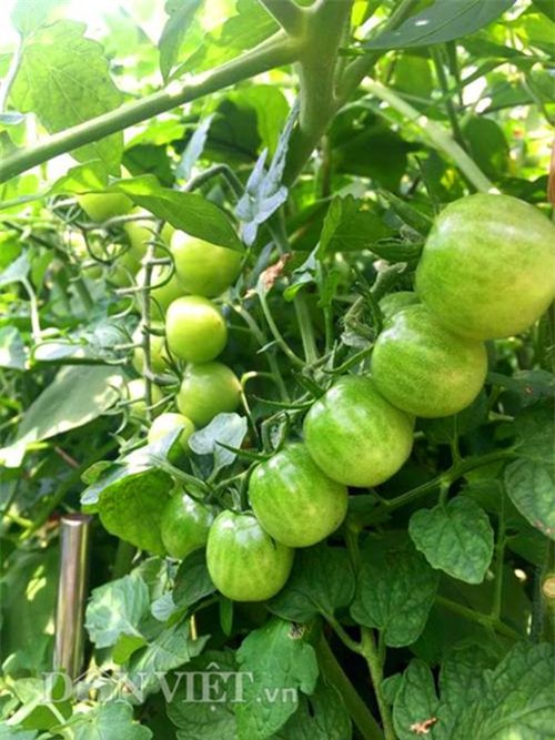 thu 2 ta ca chua mot vu, gia dinh nang dau xu kim chi du an ca nam - 11