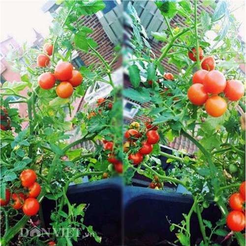 thu 2 ta ca chua mot vu, gia dinh nang dau xu kim chi du an ca nam - 12