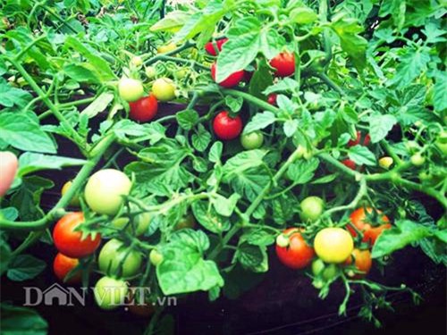 thu 2 ta ca chua mot vu, gia dinh nang dau xu kim chi du an ca nam - 13