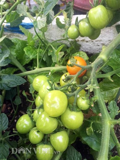 thu 2 ta ca chua mot vu, gia dinh nang dau xu kim chi du an ca nam - 14