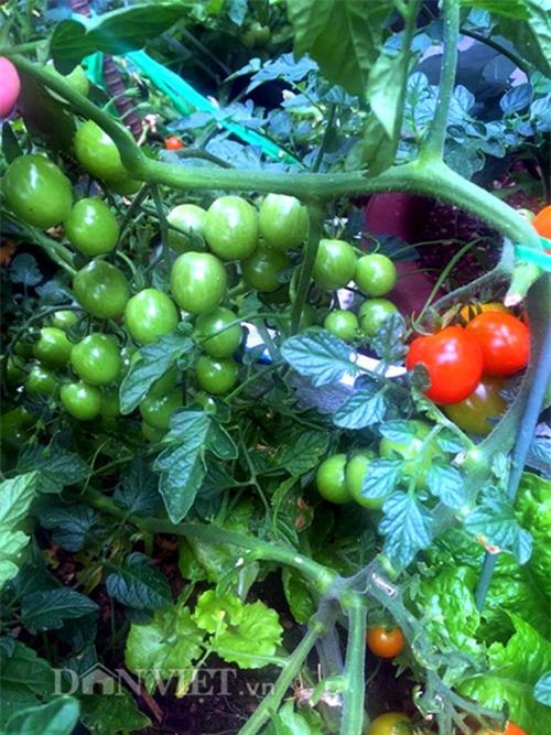 thu 2 ta ca chua mot vu, gia dinh nang dau xu kim chi du an ca nam - 16