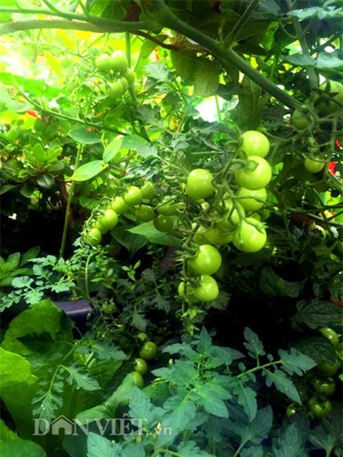 thu 2 ta ca chua mot vu, gia dinh nang dau xu kim chi du an ca nam - 17