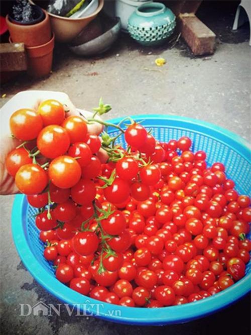 thu 2 ta ca chua mot vu, gia dinh nang dau xu kim chi du an ca nam - 18