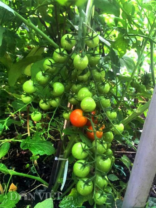 thu 2 ta ca chua mot vu, gia dinh nang dau xu kim chi du an ca nam - 2