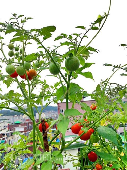 thu 2 ta ca chua mot vu, gia dinh nang dau xu kim chi du an ca nam - 3