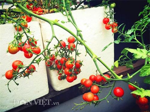 thu 2 ta ca chua mot vu, gia dinh nang dau xu kim chi du an ca nam - 4