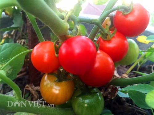 thu 2 ta ca chua mot vu, gia dinh nang dau xu kim chi du an ca nam - 6