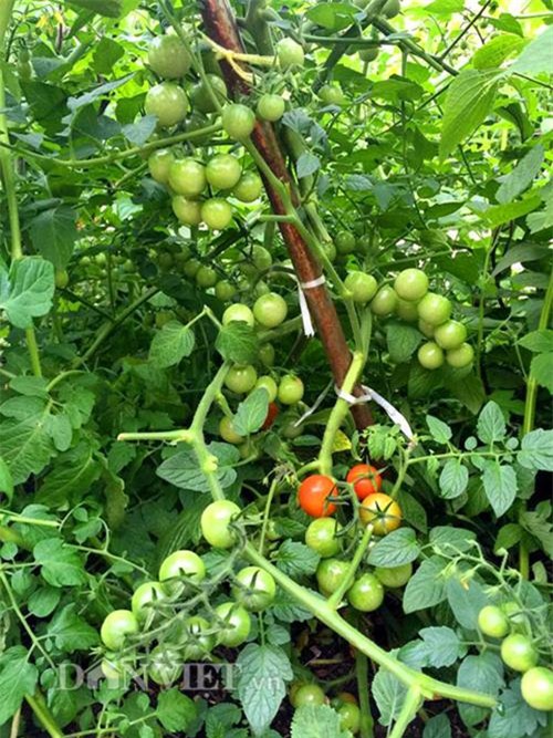 thu 2 ta ca chua mot vu, gia dinh nang dau xu kim chi du an ca nam - 7