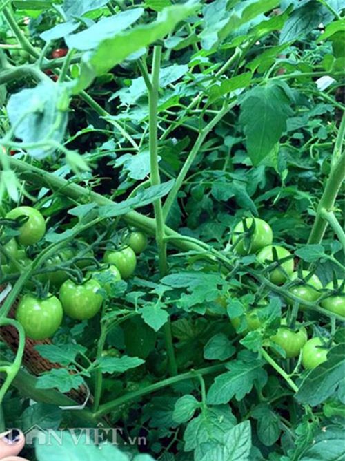 thu 2 ta ca chua mot vu, gia dinh nang dau xu kim chi du an ca nam - 8